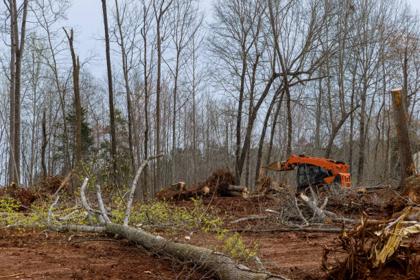 Best Tree Risk Assessment  in Akron, NY