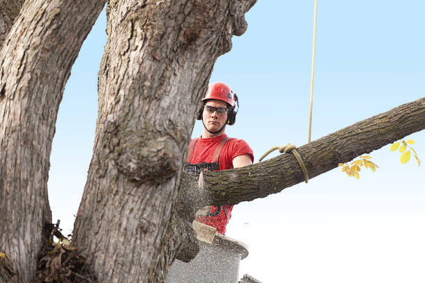 How Our Tree Care Process Works  in  Akron, NY